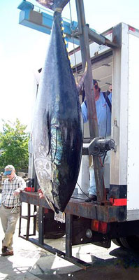 Maine Bluefin Tuna Fishing: Maine Deep Sea Fishing For Bluefin Tuna