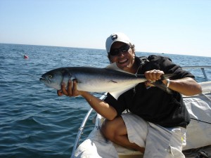 Maine Bluefish Fishing: Maine Saltwater Fishing For Bluefish
