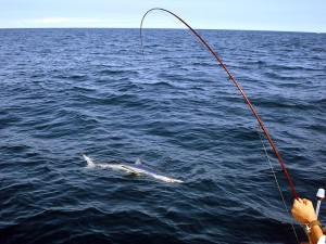 Maine Shark Fishing Trips: Maine Saltwater Fishing For Sharks