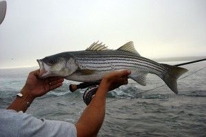 Maine Striped Bass