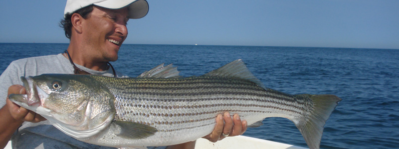 Bluefin Tuna